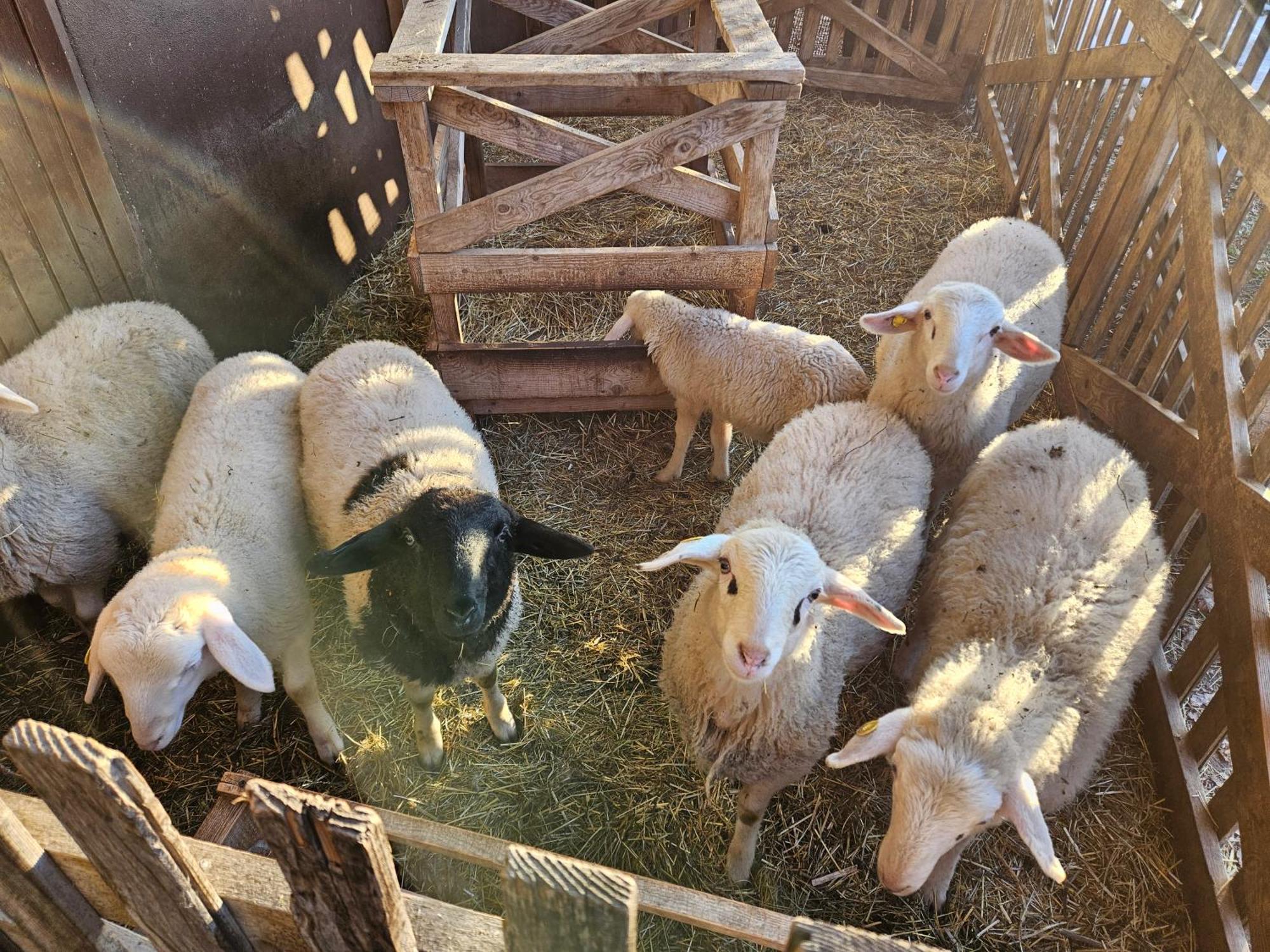 Tourist Farm Pr'Dovar Cerklje na Gorenjskem Extérieur photo