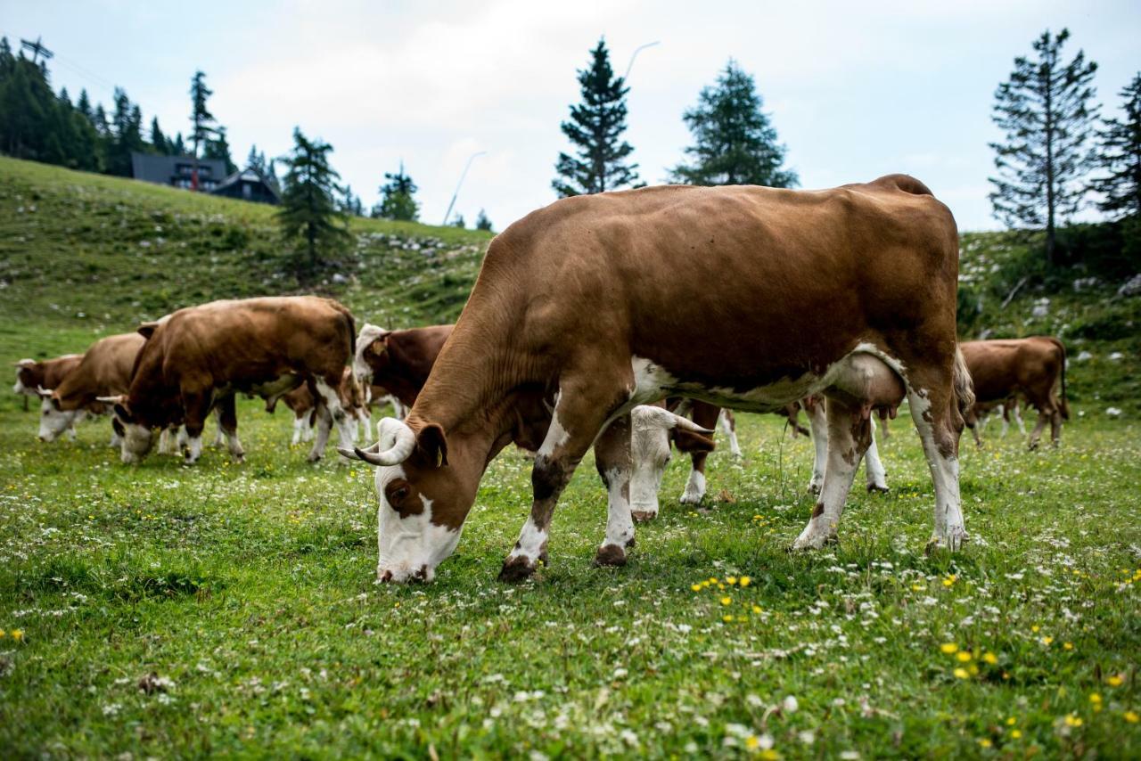 Tourist Farm Pr'Dovar Cerklje na Gorenjskem Extérieur photo